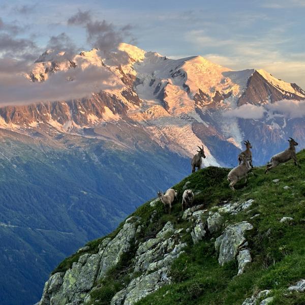 tour-du-mont-blanc-wandelen-trekking-hiking