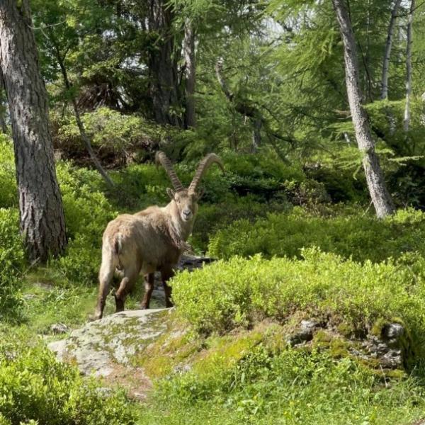 tour-du-mont-blanc-wandelen-trekking-hiking