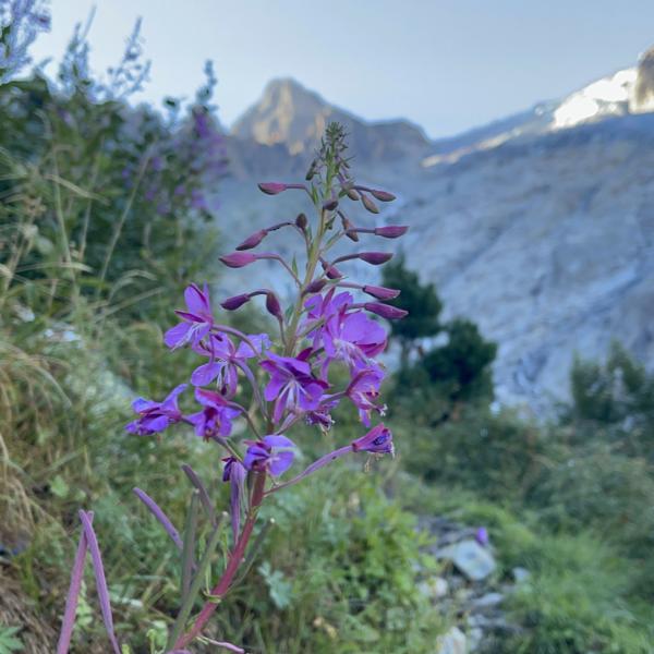 tour-du-mont-blanc-wandelen-trekking-hiking